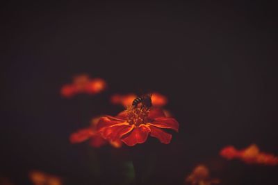 Close-up of flower against blurred background