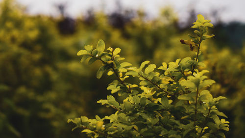 Close-up of yellow flowering plant