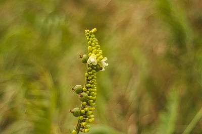 Close-up of flowering plant