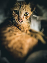 Close-up portrait of a cat