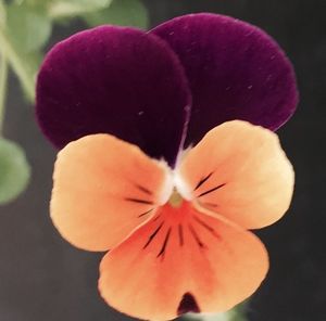 Close-up of pink orchid blooming outdoors