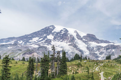 Mount rainier national park in washington state, view of the volcanic dome with pine trees.