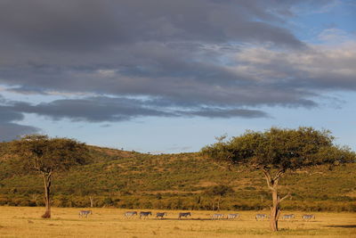 Scenic view of trees on field against sky