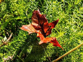 Close-up of autumn leaf on field