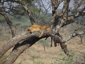 Lion resting on tree trunk