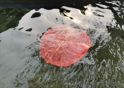 High angle view of koi carps swimming in lake