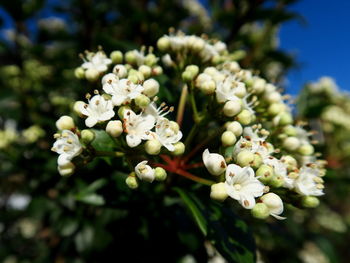 Close-up of white flowers blooming outdoors