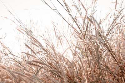 Close-up of stalks in field against clear sky