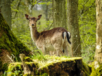 Deer in the forest 