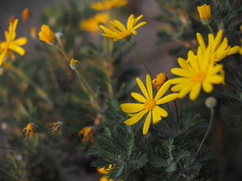 Close-up of yellow flowering plants