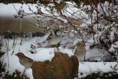 Bird perching on snow covered plants