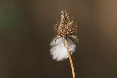 Close-up of wilted dandelion flower