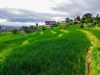 Panoramic view of trees and houses on field against sky