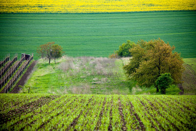 Scenic view of vineyard