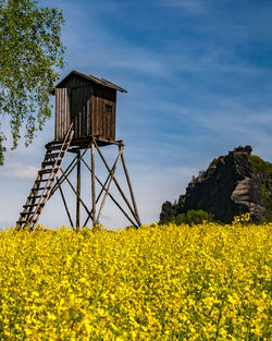 Yellow flowering plants on field against sky