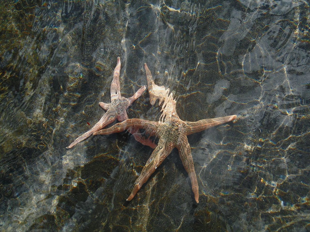 water, sea, animal wildlife, animal, starfish, animal themes, animals in the wild, one animal, nature, underwater, sea life, marine, no people, high angle view, day, rock, solid, rock - object, star shape, outdoors