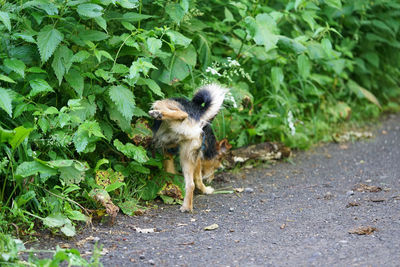 Dog in a forest