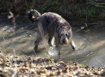 Dog in water