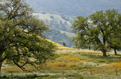 Trees on landscape against sky