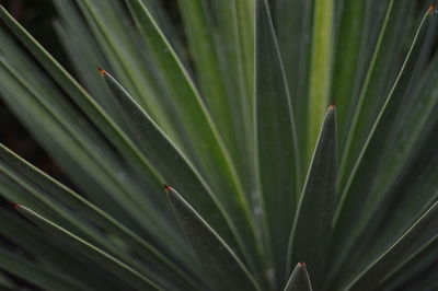 Full frame shot of green plant