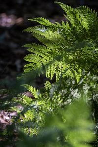 Close-up of fern leaves on tree