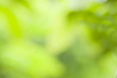 Close-up of plants