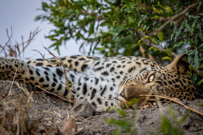 Close-up of leopard