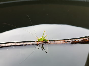 Close-up of insect