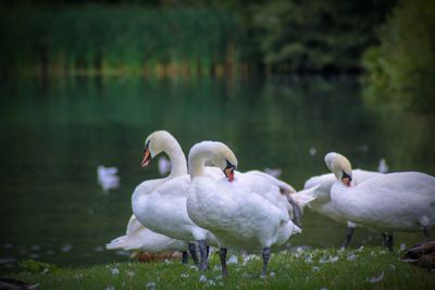 White swans in water