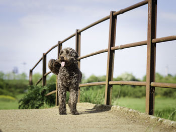 Black dog on bridge against sky