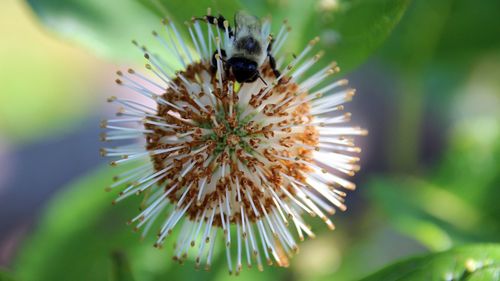 Close-up of bee on flower