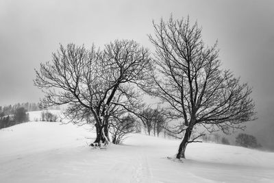 Bare tree on snow covered land against sky