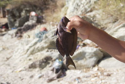 Close-up of male hand holding fish outdoors