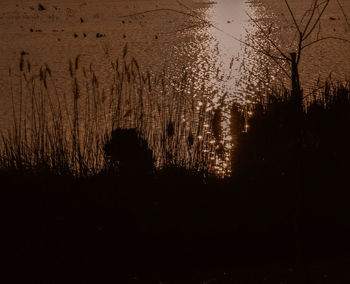 Silhouette trees by lake against sky at night