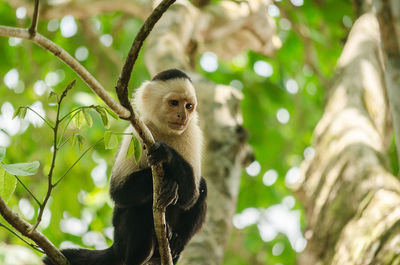 Low angle view of monkey sitting on tree