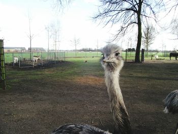 Portrait of horse on field against sky