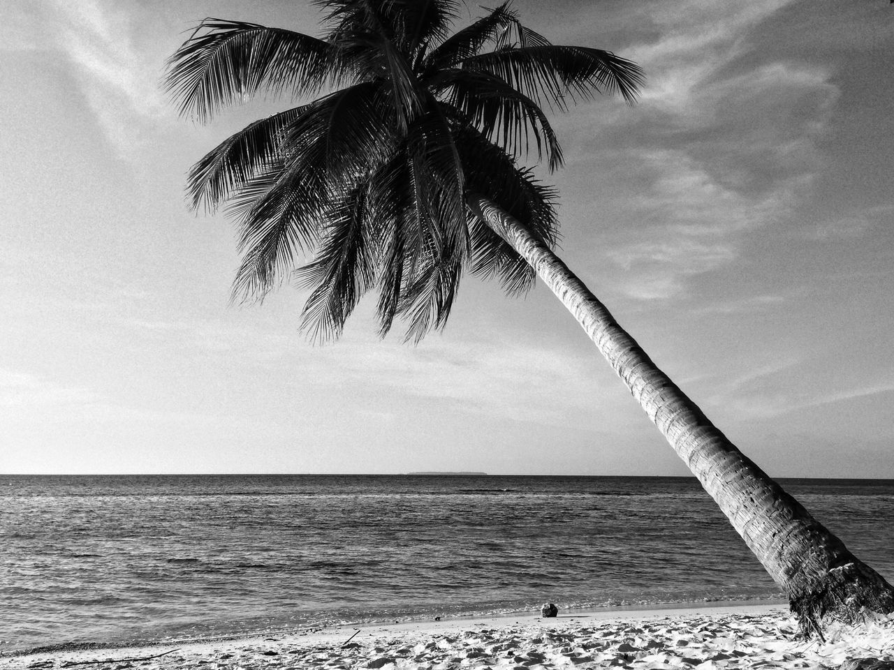 palm tree, sea, horizon over water, sky, beach, tranquility, tree, tranquil scene, scenics, water, beauty in nature, nature, shore, cloud - sky, growth, tree trunk, cloud, idyllic, sand, outdoors