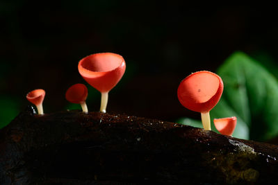 Close-up of red mushroom growing on plant