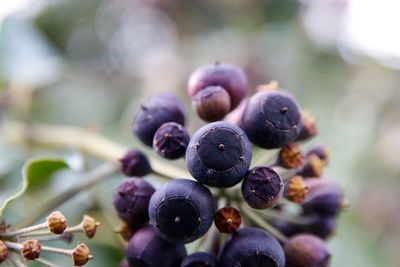 Close-up of fruits growing outdoors