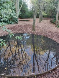 High angle view of trees by lake in forest