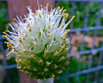 Close-up of flowers blooming in park