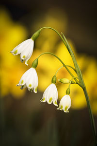 Close-up of white flowering plant