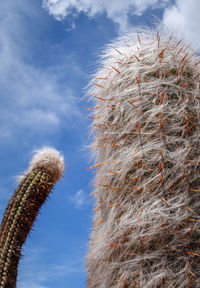 Low angle view of cactus plant against sky