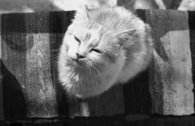 Close-up portrait of a cat