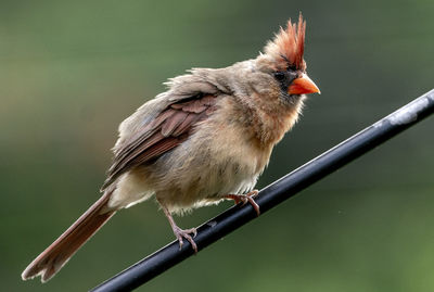 Close-up of bird perching on twig