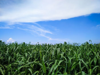 High angle view of stalks in field against sky