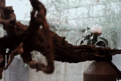 Close-up of rusty metal on branch