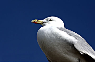 Low angle view of seagull perching against clear blue sky
