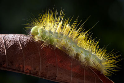 Exotic detail of yellow caterpillar with natural dark background