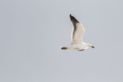 Low angle view of seagull flying against clear sky